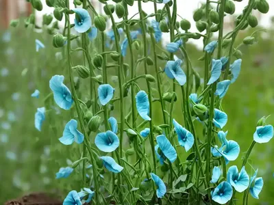 Lathyrus Odoratus X Belinensis ‘Erewhon’ (Sweet Pea)