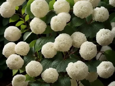 Laurustinus (Viburnum Tinus)