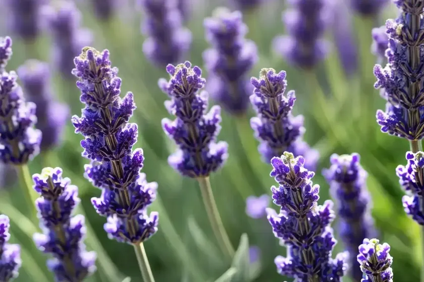 Lavandula angustifolia ‘royal purple’ (lavender) — photo 2