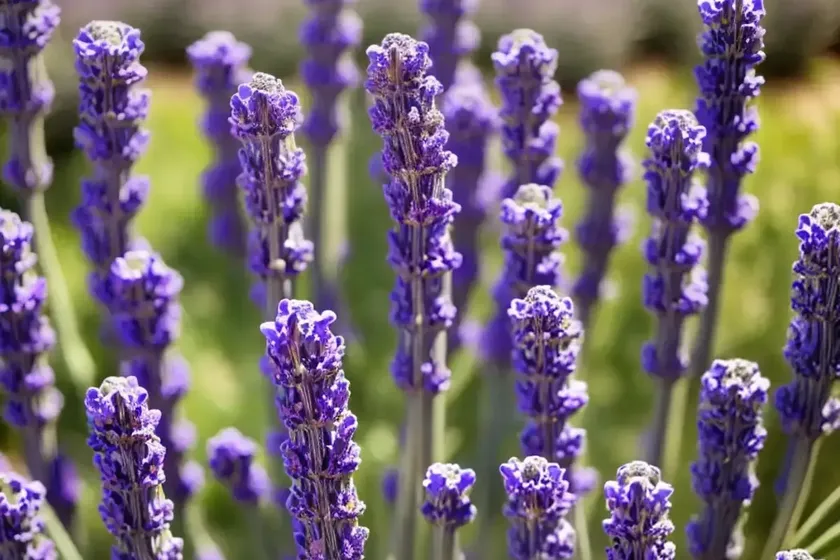 Lavandula angustifolia ‘royal purple’ (lavender) — photo 3
