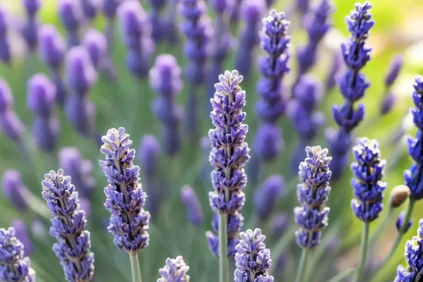 Lavandula angustifolia ‘thumbelina leigh’ (lavender) — photo 3