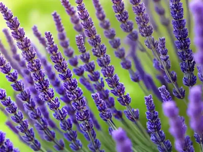 Lavandula Pinnata (Fern Leaf Lavender)