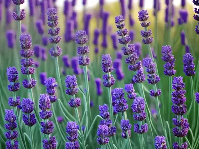 Lavandula Stoechas ‘Kew Red’ (Spanish Lavender)