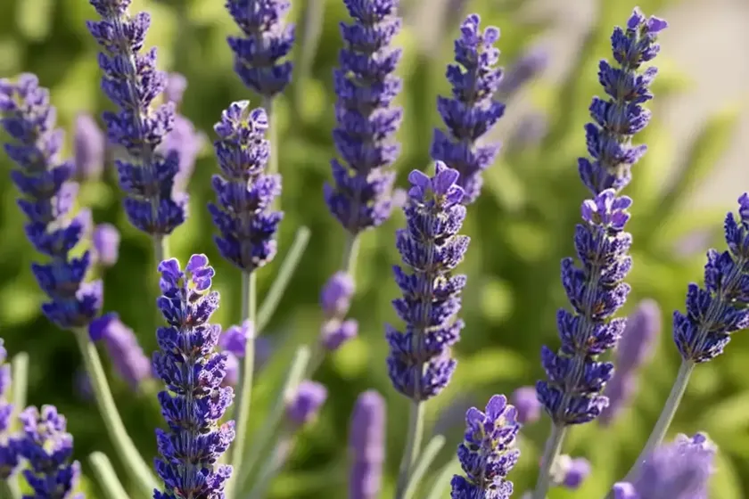 Lavandula stoechas ‘pretty polly’ (spanish lavender) — photo 3