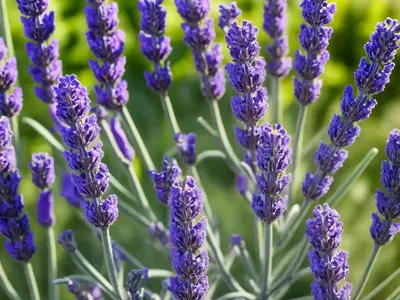 Lavandula Stoechas ‘Pretty Polly’ (Spanish Lavender)