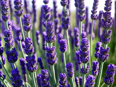 Lavandula Stoechas ‘Regal Splendour’ (Spanish Lavender)