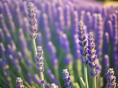 Lavandula Stoechas With Love� (Spanish Lavender)