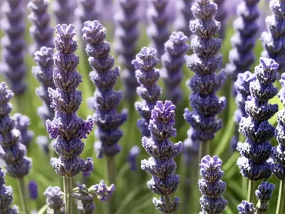 Lavandula X Allardii ‘Meerlo’ (Lavender)