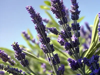 Lavandula X Intermedia ‘Grosso’ (Lavender)