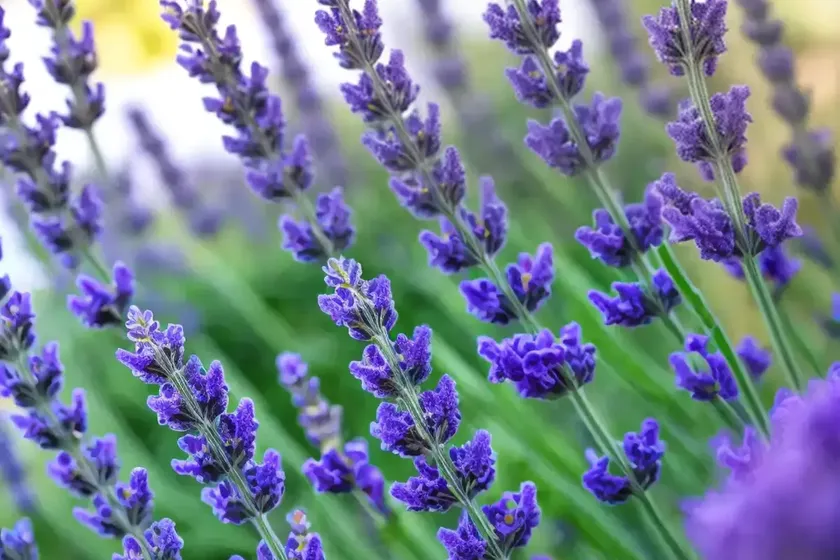 Lavandula x intermedia ‘hidcote giant’ (lavender) — photo 2
