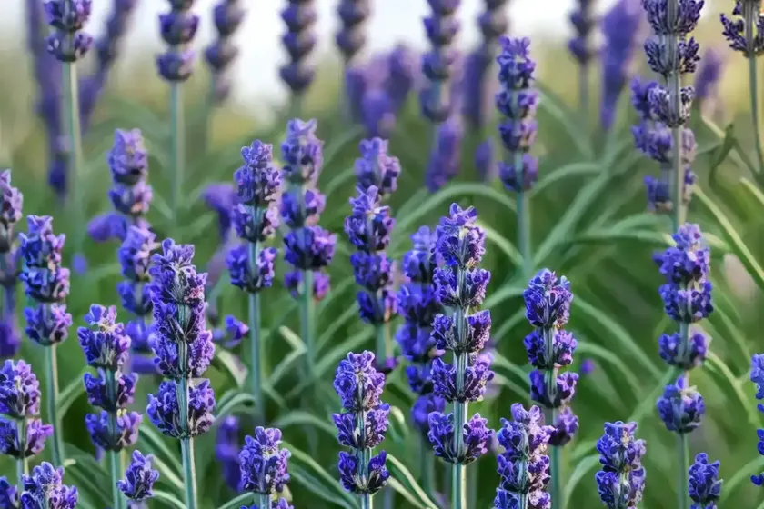 Lavandula x intermedia ‘hidcote giant’ (lavender) — photo 3