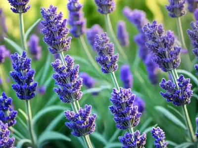 Lavandula X Intermedia ‘Hidcote Giant’ (Lavender)