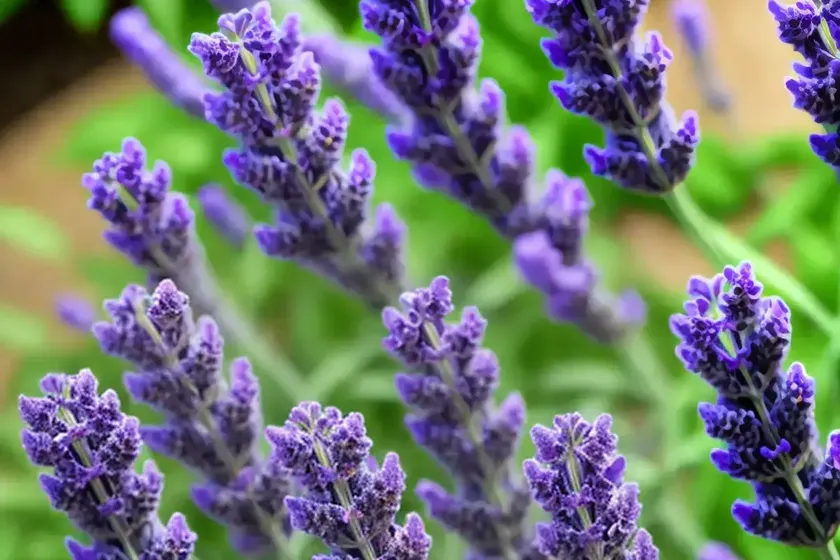 Lavandula x intermedia ‘impress purple’ (lavender) — photo 2
