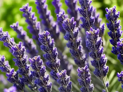 Lavandula X Intermedia ‘Impress Purple’ (Lavender)