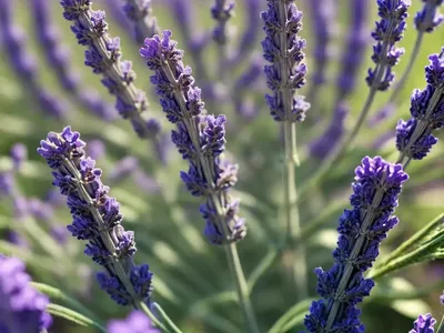 Lavandula X Intermedia ‘Phenomenal’ (Lavender)