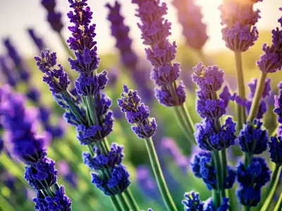 Lavandula X Intermedia ‘Provence’ (Lavender)