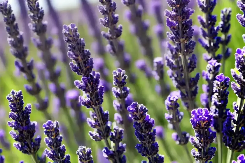 Lavandula X Intermedia ‘Seal’ (Lavender) — photo 2