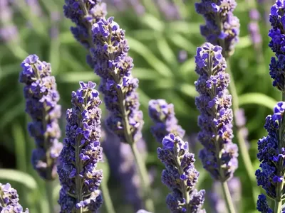 Lavandula X Intermedia ‘Seal’ (Lavender)