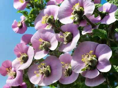 Lavatera Maritima (Tree Mallow)