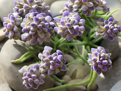Lavender Pebbles (Graptopetalum Amethystinum)