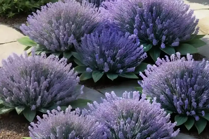 Lavender scallops (bryophyllum fedtschenkoi) — photo 2