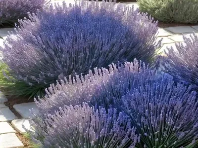 Lavender Scallops (Bryophyllum Fedtschenkoi)