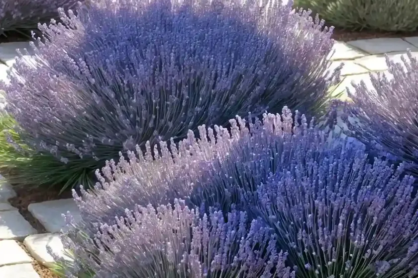 Lavender scallops (bryophyllum fedtschenkoi)