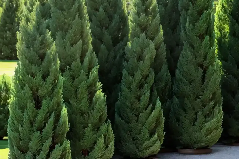 Lawson’s cypress (chamaecyparis lawsoniana) — photo 2