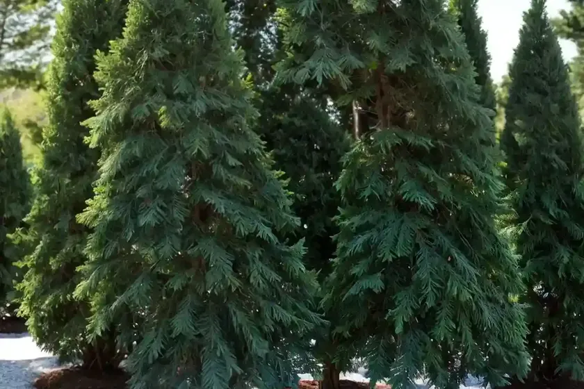 Lawson’s cypress (chamaecyparis lawsoniana) — photo 3