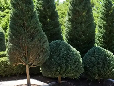 Lawson’s Cypress (Chamaecyparis Lawsoniana)