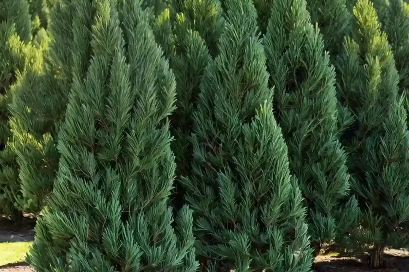 Lawson’s cypress ‘ivonne’ (chamaecyparis lawsoniana ‘ivonne’) — photo 2