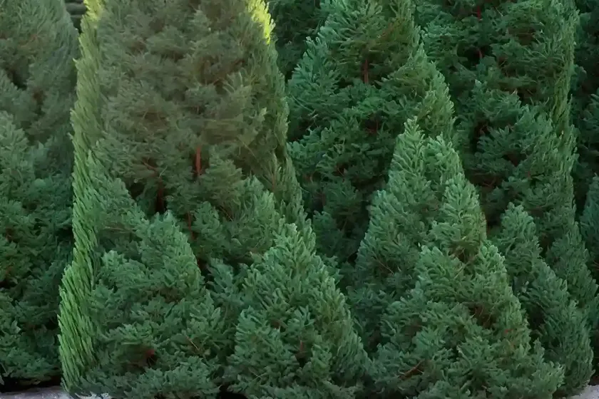 Lawson’s cypress ‘ivonne’ (chamaecyparis lawsoniana ‘ivonne’) — photo 3
