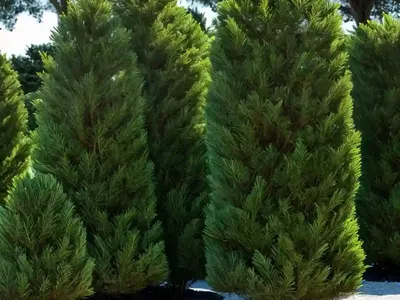 Lawson’s Cypress ‘ivonne’ (Chamaecyparis Lawsoniana ‘ivonne’)
