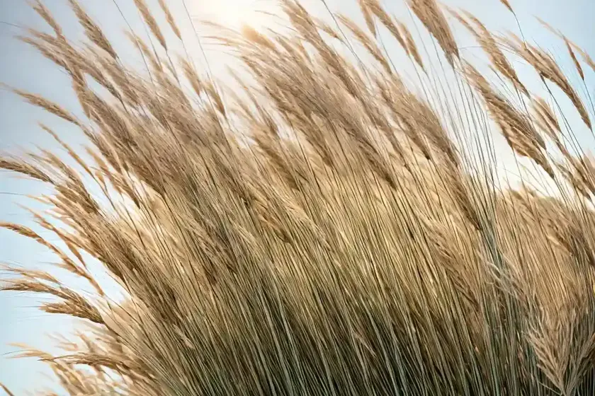 Leafy reed grass (calamagrostis foliosa) — photo 2