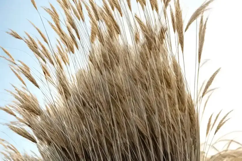 Leafy reed grass (calamagrostis foliosa) — photo 3