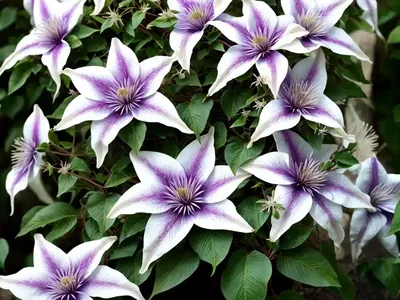 Leather Flower (Clematis X Jackmanii)