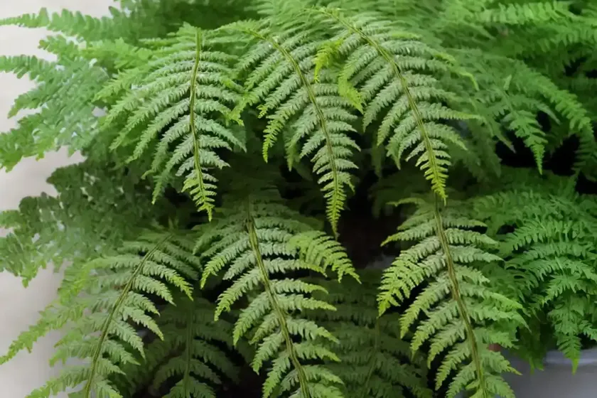 Leatherleaf fern (rumohra adiantiformis) — photo 2