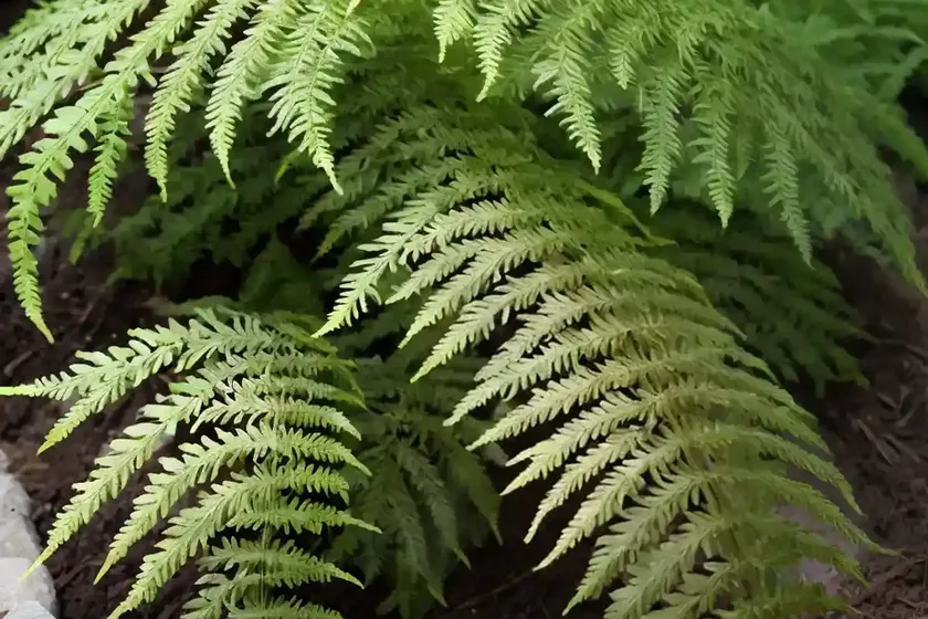 Leatherleaf fern (rumohra adiantiformis) — photo 3