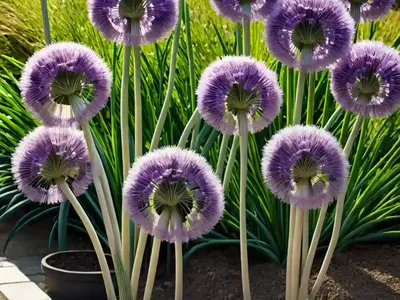 Leek (Allium Porrum)