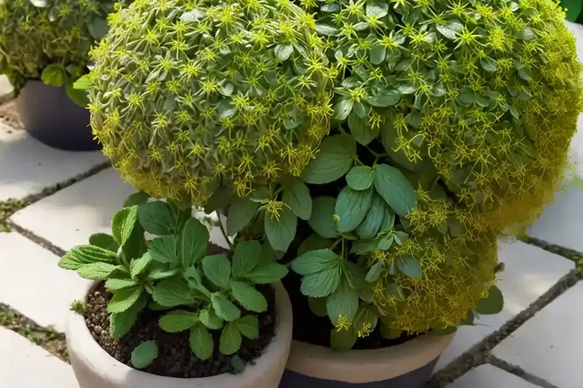 Lemon balm sedum (sedum mexicanum ‘lemon ball’) — photo 3
