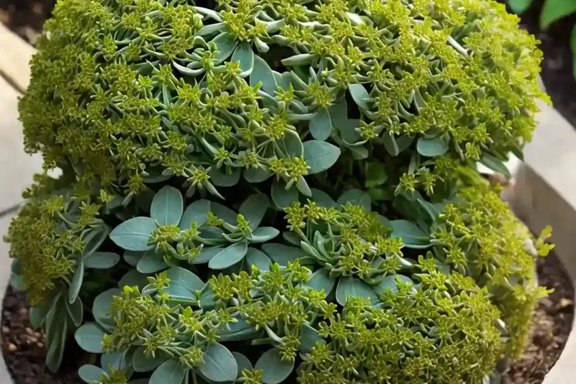 Lemon balm sedum (sedum mexicanum ‘lemon ball’)