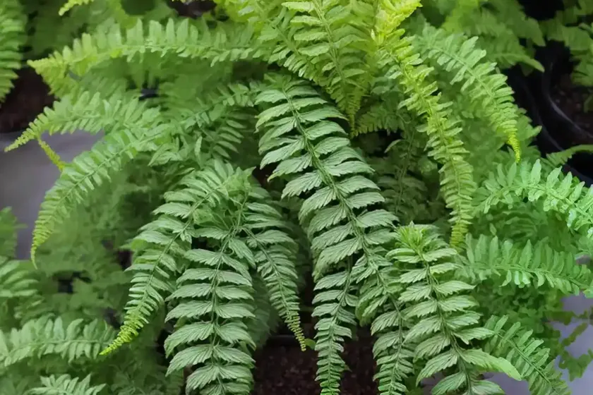 Lemon button fern (nephrolepis cordifolia) — photo 2