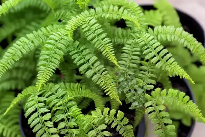 Lemon button fern (nephrolepis cordifolia) — photo 3
