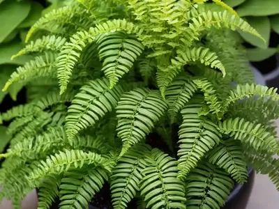 Lemon Button Fern (Nephrolepis Cordifolia)