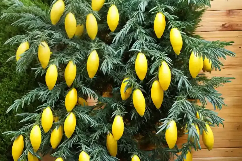 Lemon cypress indoors ‘goldcrest’ (cupressus macrocarpa ‘goldcrest’) — photo 2