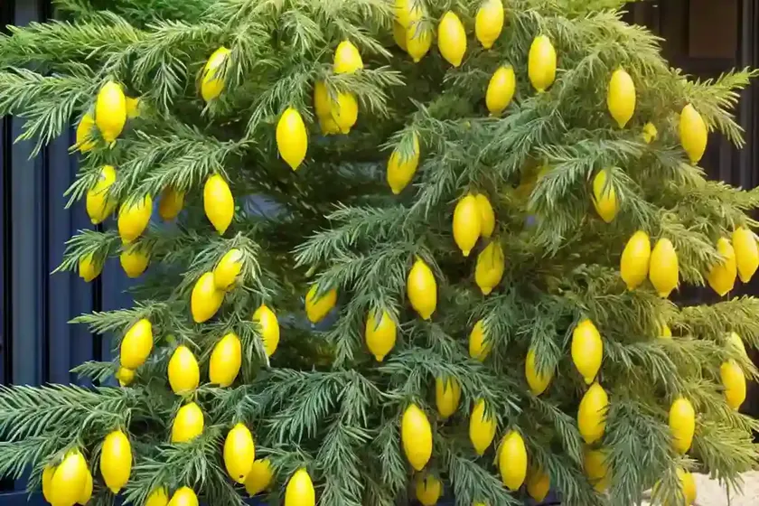 Lemon cypress indoors ‘goldcrest’ (cupressus macrocarpa ‘goldcrest’) — photo 3