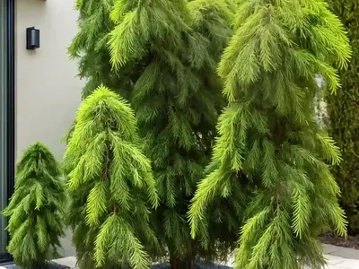 Lemon Cypress Indoors ‘goldcrest’ (Cupressus Macrocarpa ‘goldcrest’)