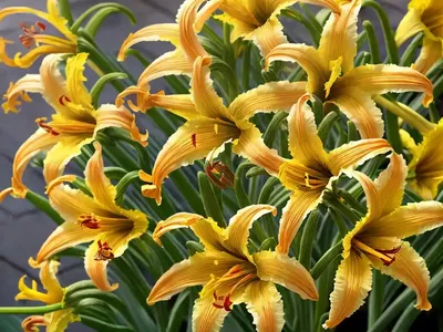 Lemon Day-lily (Hemerocallis Lilioasphodelus)