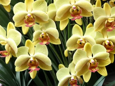 Lemon Drop Oncidium Orchid (Oncidium Sweet Sugar ‘Lemon Drop’)