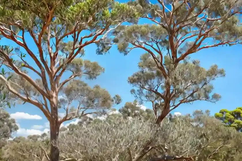 Lemon eucalyptus (corymbia citriodora) — photo 2